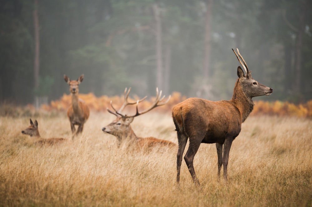 Step Into the Untamed Spirit of South Texas Deer Hunts