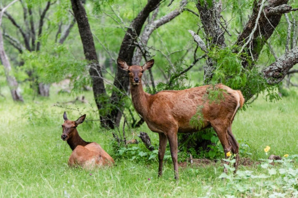 The Great Texas Hunt: Portraying Affordable Texas Deer Hunts Options for Every Hunter