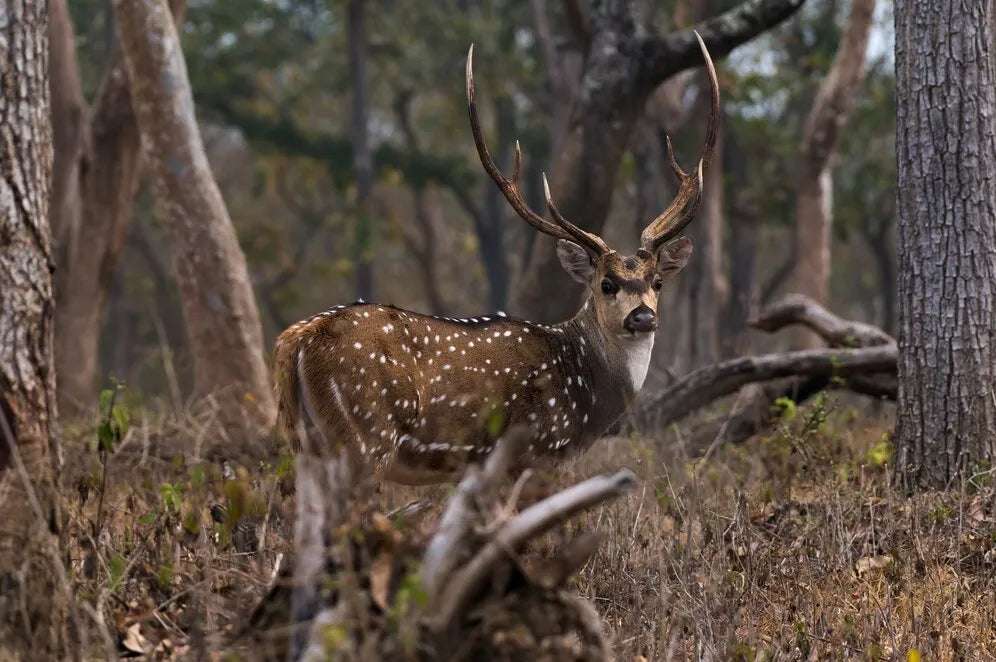 Do Outfitters Improve Texas Deer Hunting Trips?