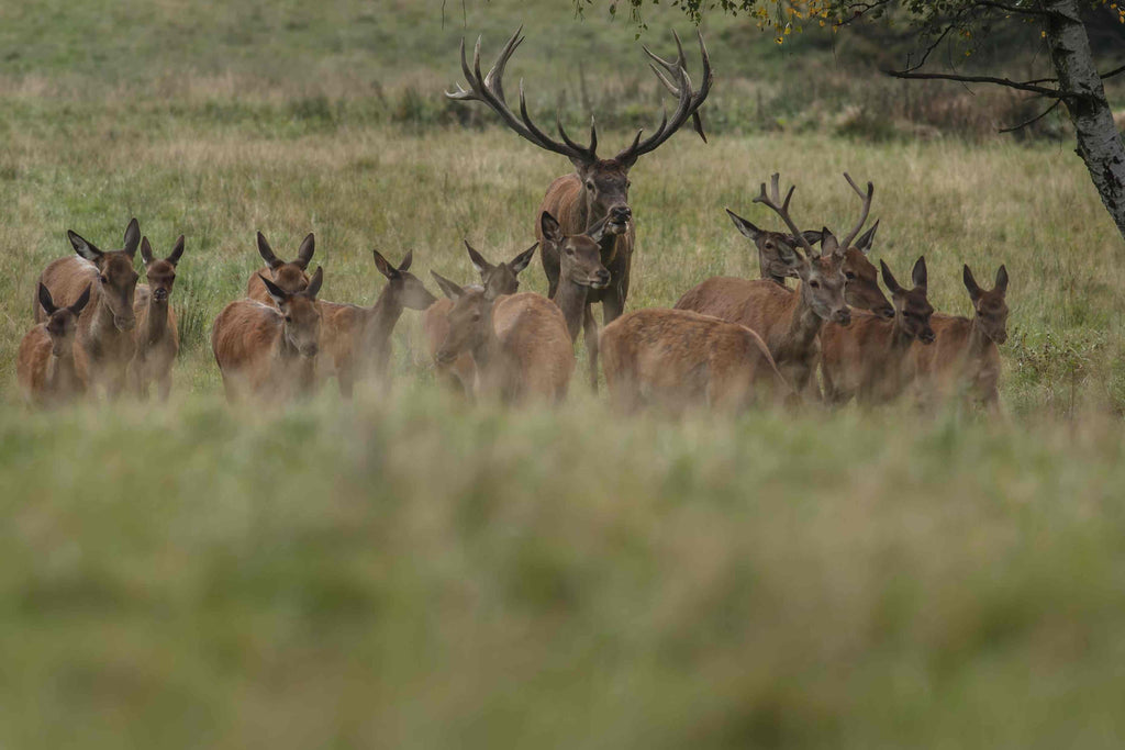 Step Up Your Glassing Game: Crucial Tips For Optimal Deer Hunt Results