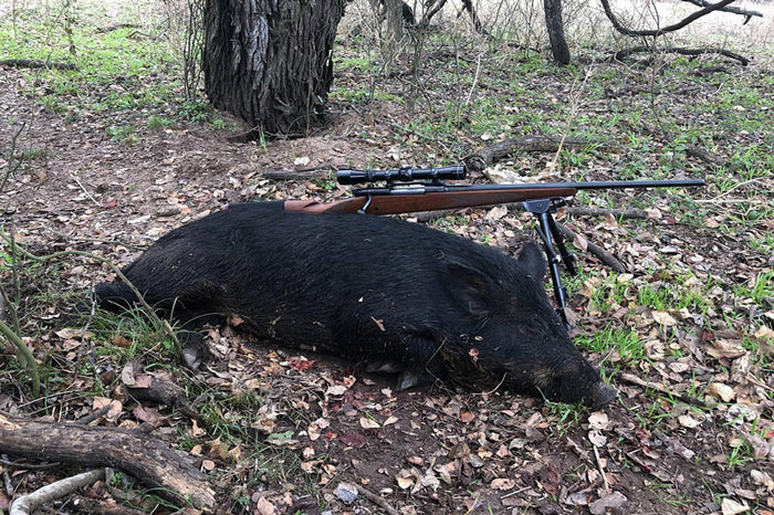 $149 for a 3 Hour Hog Hunt