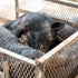 A Wild Adventure In East Texas Hog Hunting