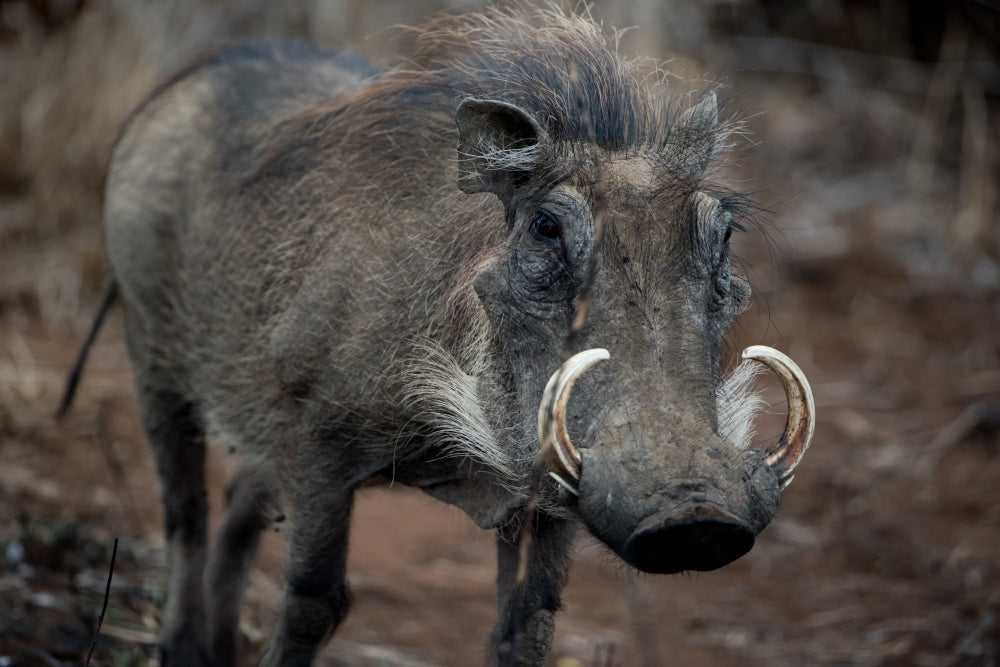 From Tradition to Adventure: The Modern Appeal of Hog Hunting in Texas