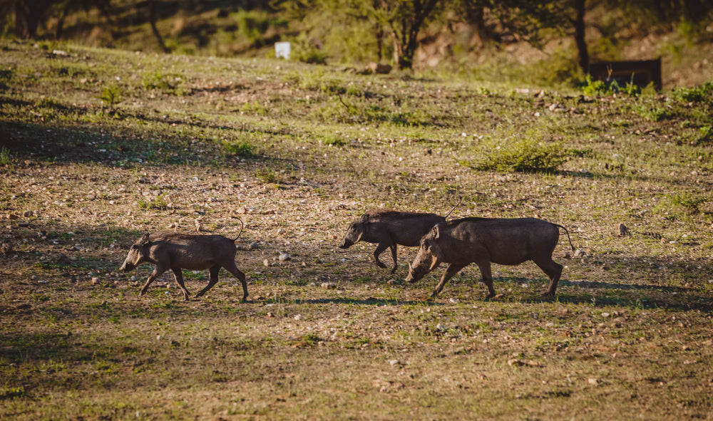 Seasons, Strategy, and Scenery: Making the Most of Texas Hog Hunting Adventures