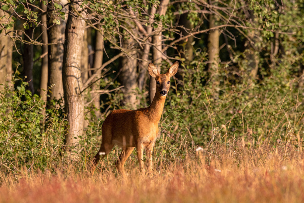 Why Affordable Texas Deer Hunts Are Gaining Buzz?