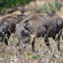 Why Texas Offers the Best Hog Hunting in the Country