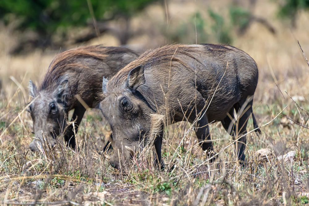 Why Texas Offers the Best Hog Hunting in the Country