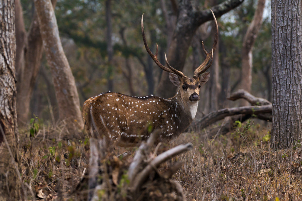 What Makes Texas the Best Destination for Whitetail and Exotic Deer Hunts