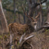 What Makes Texas the Best Destination for Whitetail and Exotic Deer Hunts