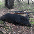 Few Things to Look Out for in South Texas Deer Hunting Packages