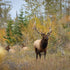 Texas Deer Hunting Adventures: All You Need to Know