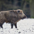 Houston, Texas Hog Hunting: Your Guide to Nearby Adventures