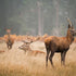Step Into the Untamed Spirit of South Texas Deer Hunts