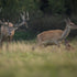 Why Texas Deer Hunting is Best for Beginners