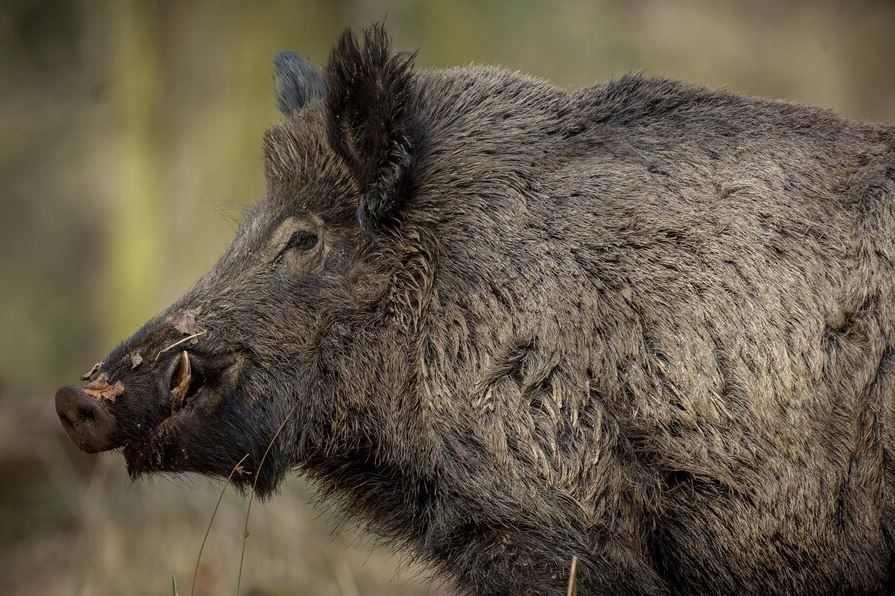 What must one consider before Experiencing Top Ranches for night hog hunting Texas?