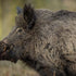 What must one consider before Experiencing Top Ranches for night hog hunting Texas?