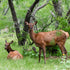 Is Texas Exotic Hunting Legal and Regulated?