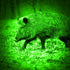 Where To Hunt Hogs In Texas For The Best Experience?