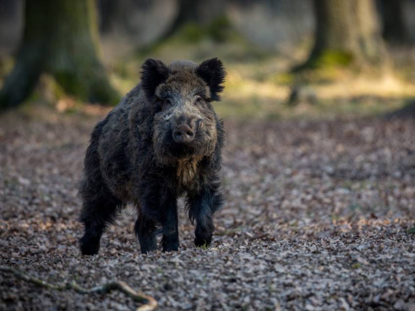 5 Health Benefits Of Hog Hunting In Central Texas