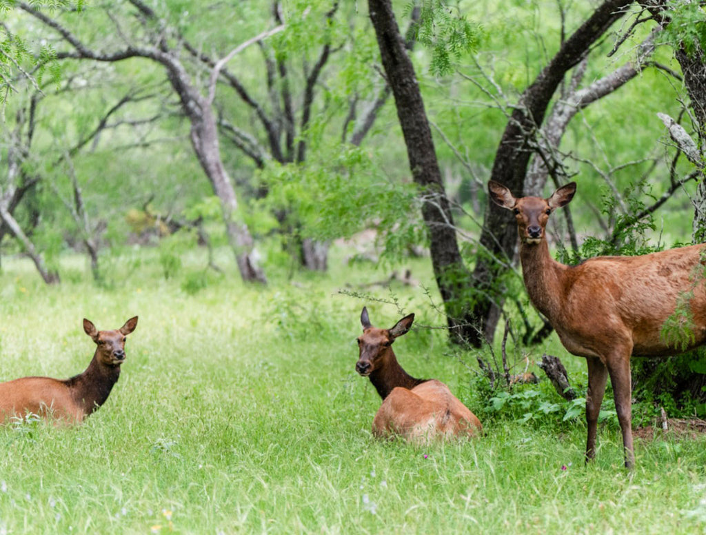 Accommodation Options You Get When You Go For Texas Deer Hunting