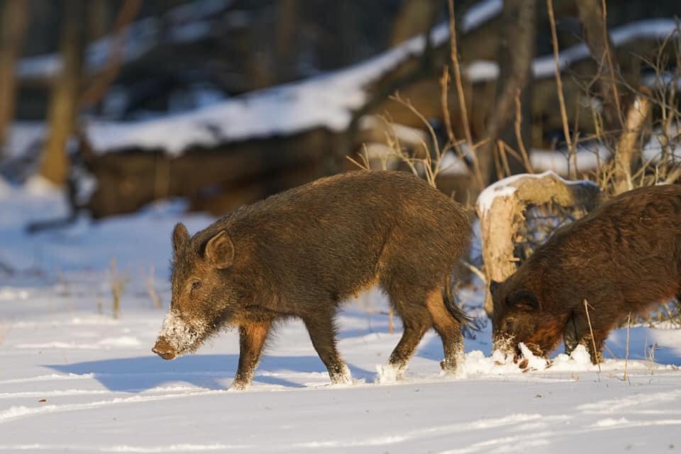 Tips On How To Beat The Heat This Texas Hog Hunting Season