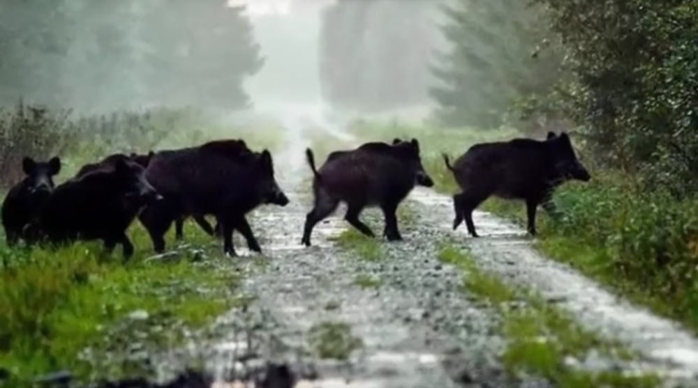 Is Pig Hunting in Texas the Cure for Burnout?