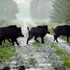 Is Pig Hunting in Texas the Cure for Burnout?