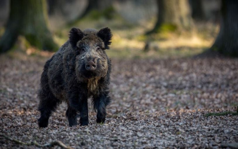 Where to Hunt Hogs in Texas: Considering Affordability, Availability and Terrains