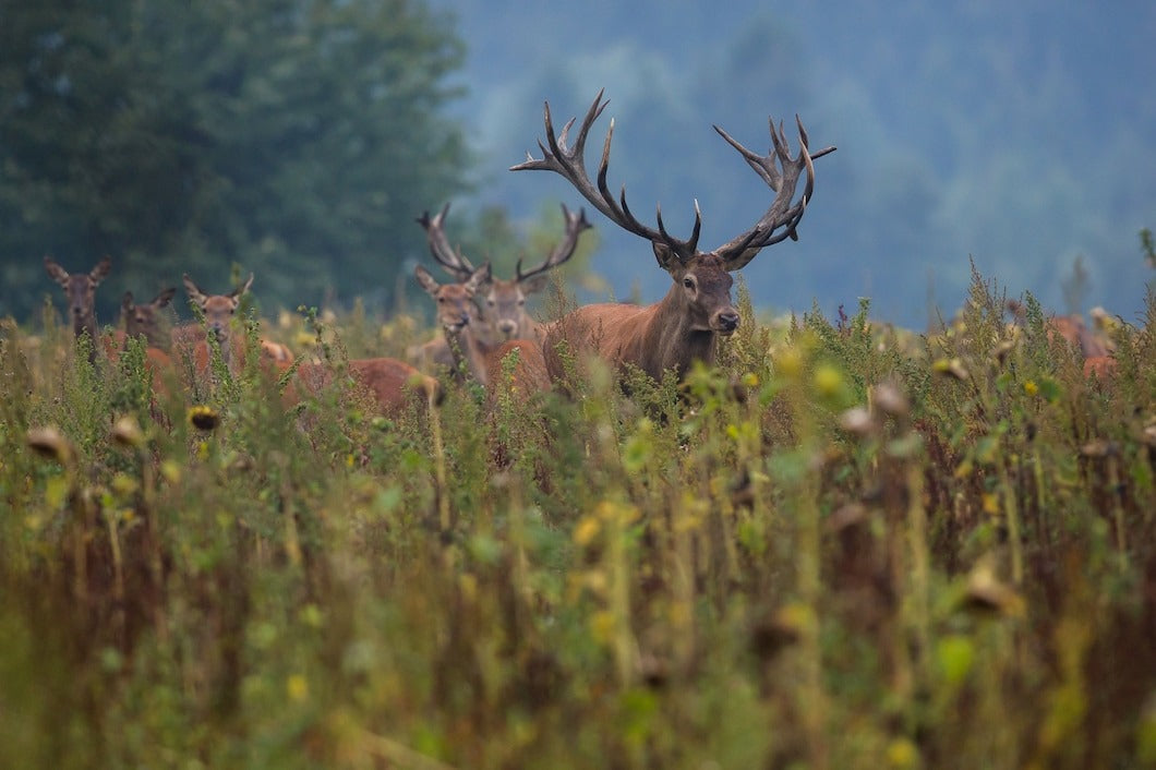 Why Are These Deer Hunting Trips in Texas So Loved?