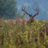 Experience the Ultimate Adventure with Exclusive Deer Hunting Packages in Texas