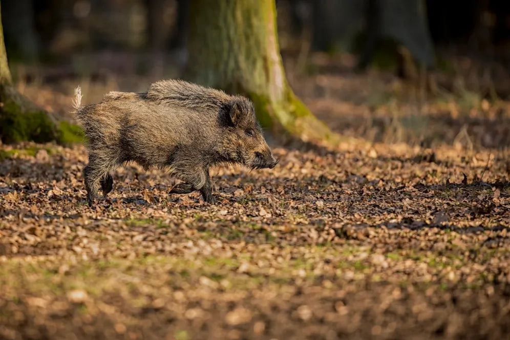 Unleash the Ultimate Thrill: Hog Hunting in Texas