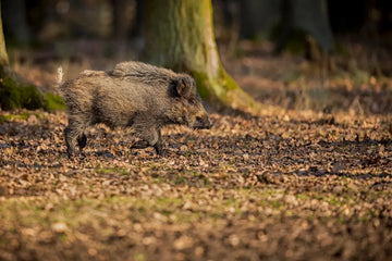 Can You Find Real Hog Action Near Austin, Texas?