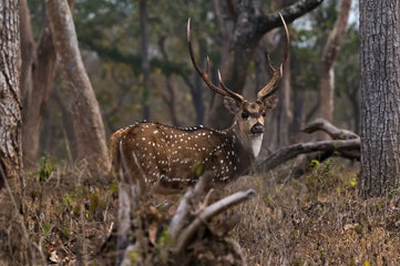 South Texas Deer Hunts Unleash Adventure at Texas Hunt Ranch