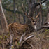 Do Outfitters Improve Texas Deer Hunting Trips?