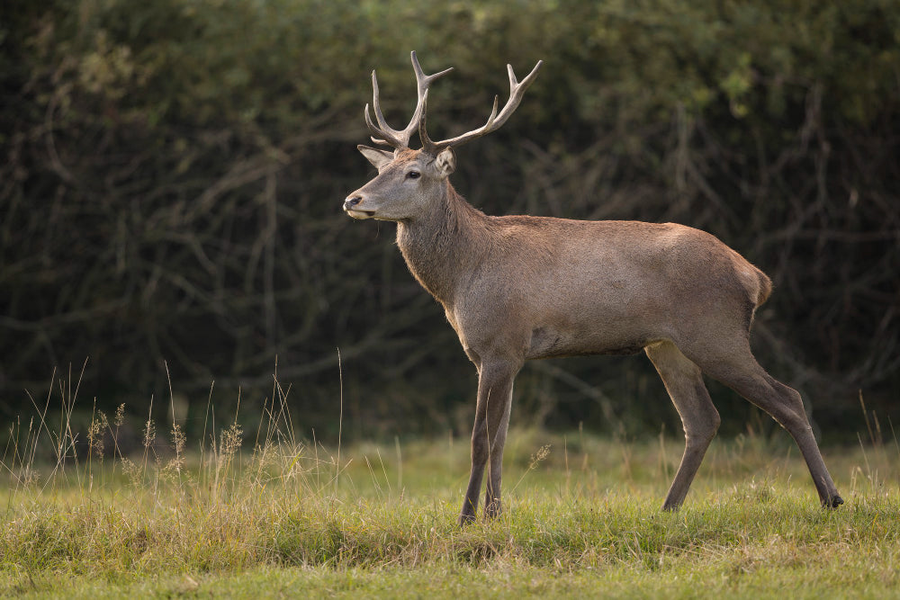 How Can You Make Your Texas Deer Hunting More Adventurous?