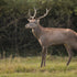 How Can You Make Your Texas Deer Hunting More Adventurous?