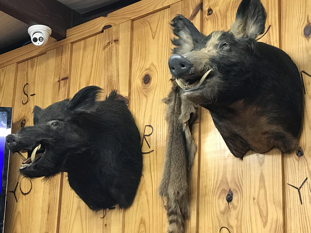 Is North Texas Pig Hunting After Dark Worth the Hype?