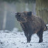 Could Boar Hunting in Texas Boost Your Adventure?