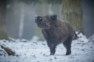 What Makes Texas Hunt Ranch Perfect for Hog Hunting?