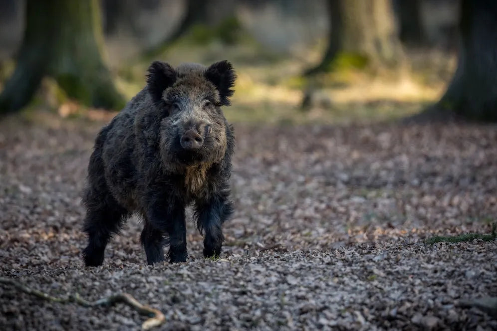 Where to Find the Best Texas Hunting Adventures?