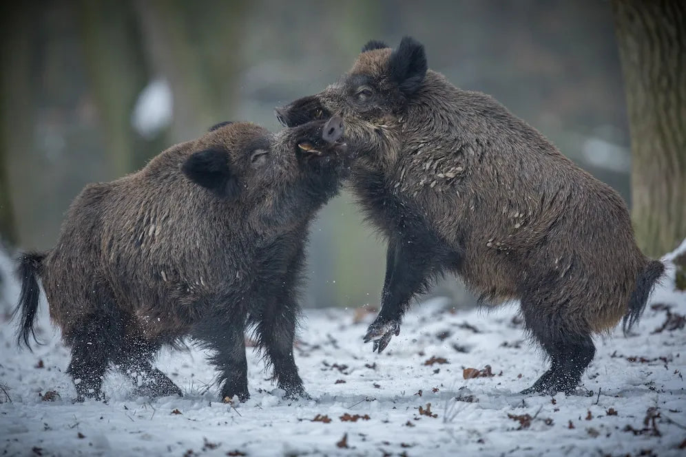 Why Hog Hunting in Austin, Texas, is Unmatched?