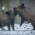 Why Hog Hunting in Austin, Texas, is Unmatched?